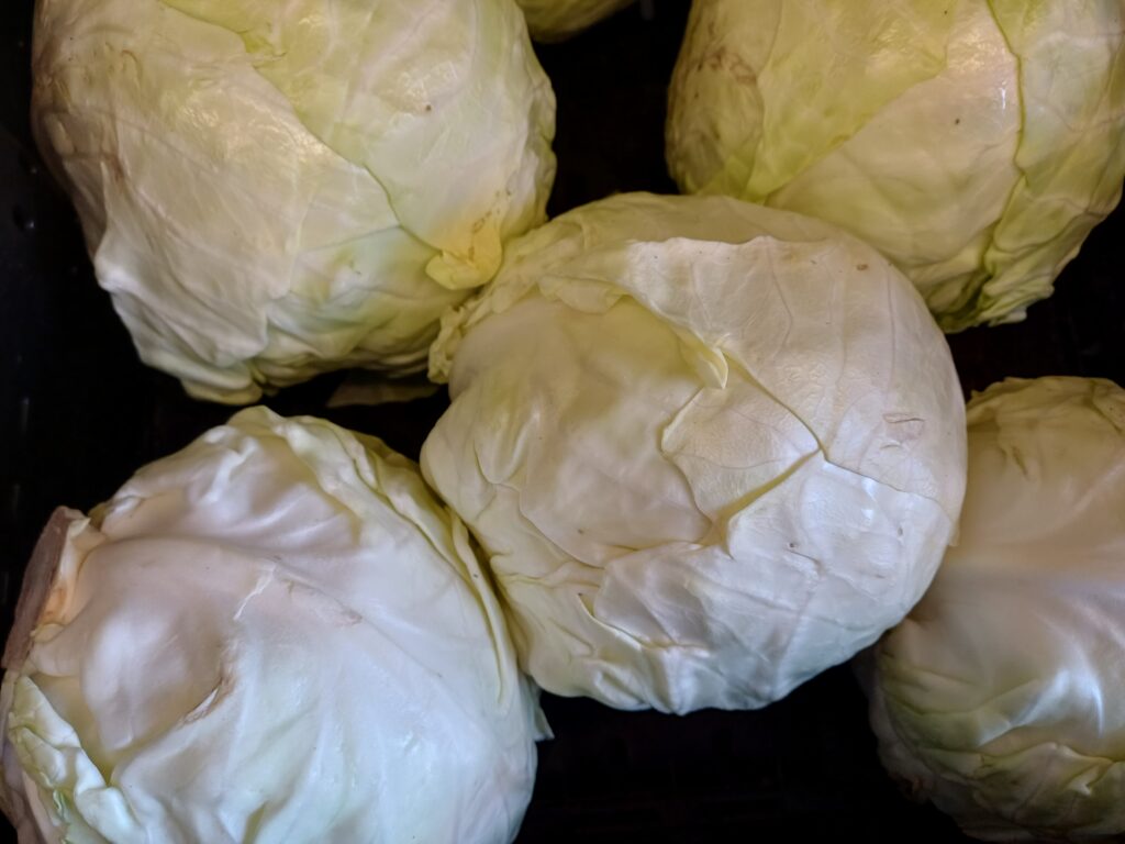 Weißkraut