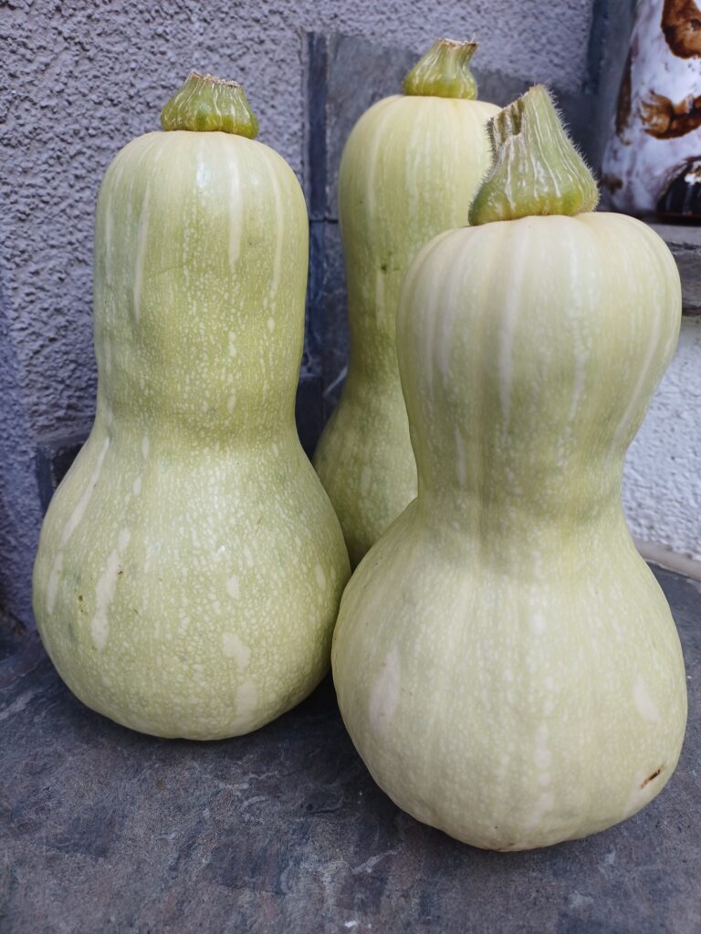 Kürbis, Butternuß